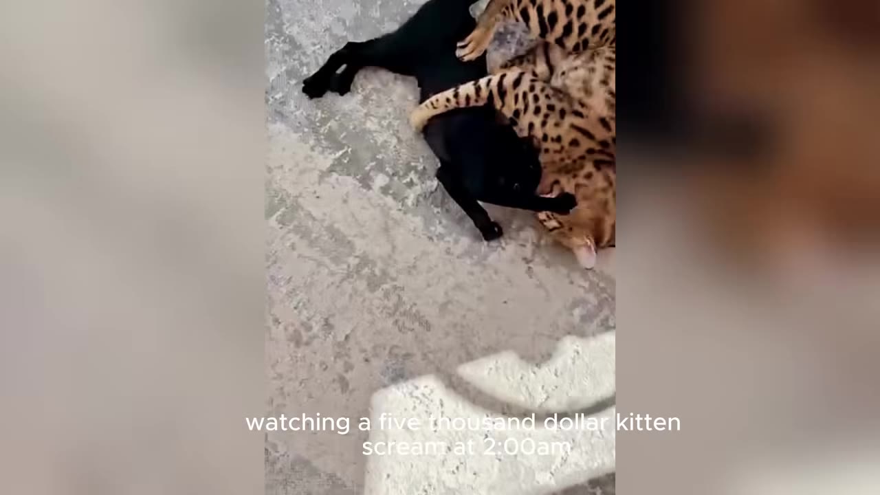A spotted Bengal kitten plays with a black cat on a light-colored floor.