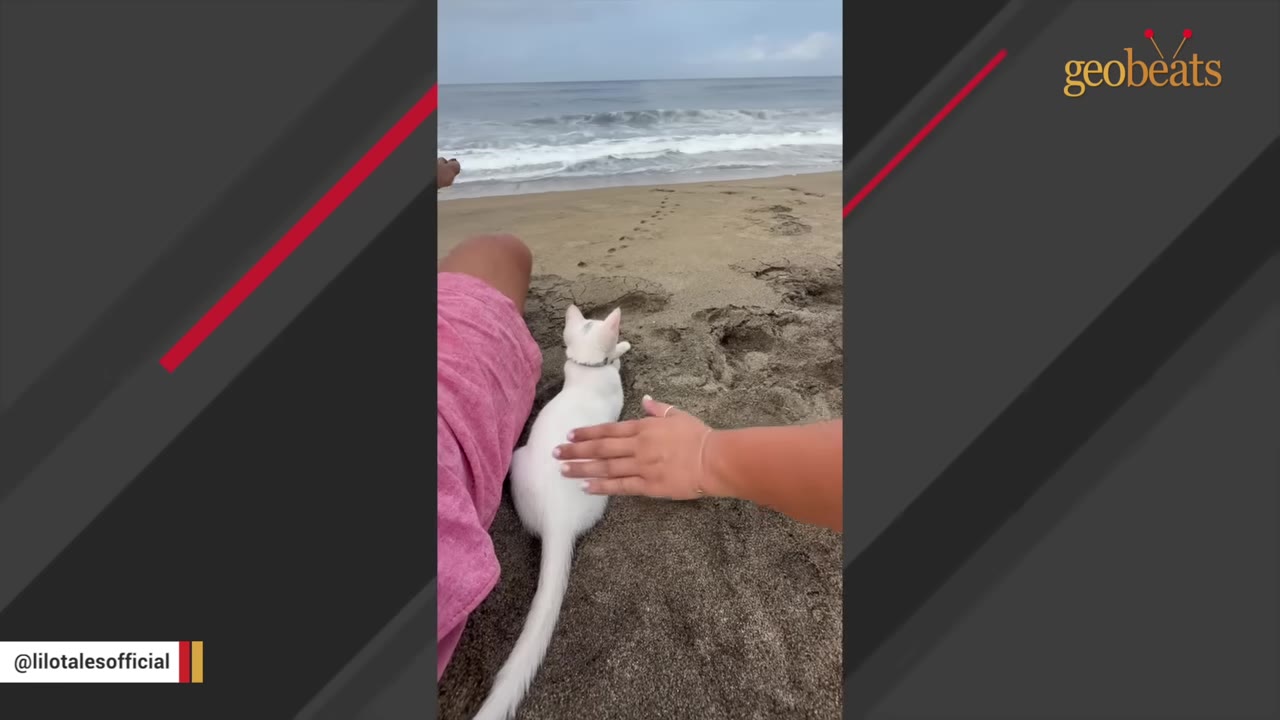A white kitten sitting on a sandy beach next to a person in pink shorts, with a hand gently petting the kitten's back.