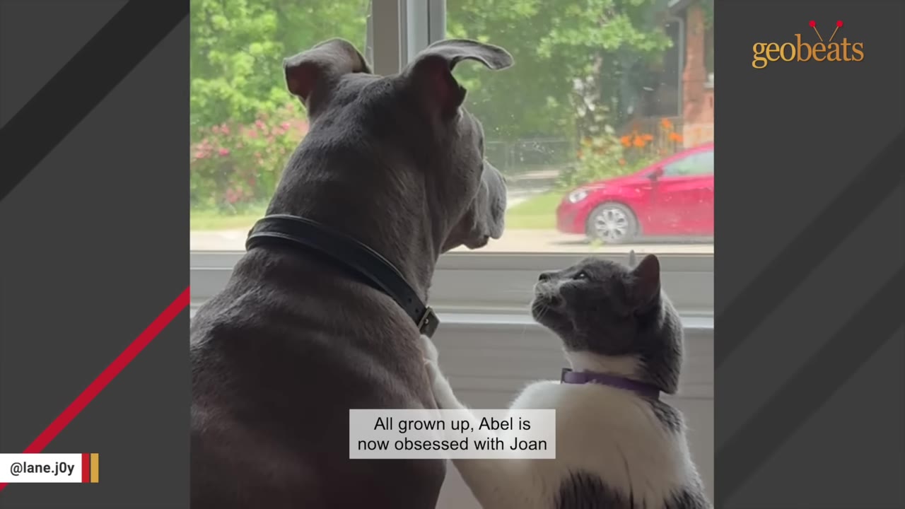 A grey and white cat looks up affectionately at a large grey dog as they both look out a window.