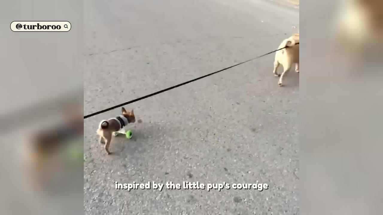A small brown and white dog wearing a custom wheeled cart with bright green wheels walks on a paved surface.