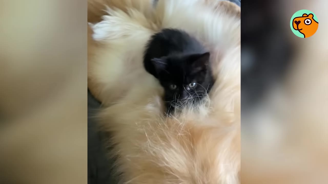 A small black kitten with bright eyes lies nestled in the thick, fluffy golden fur of a dog.