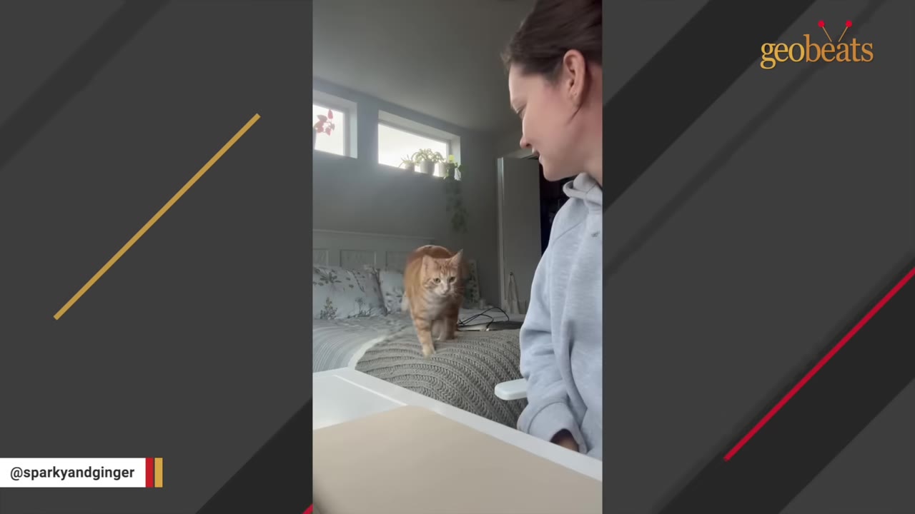 An orange cat walks across a grey blanket on a bed towards a woman sitting at a white desk.