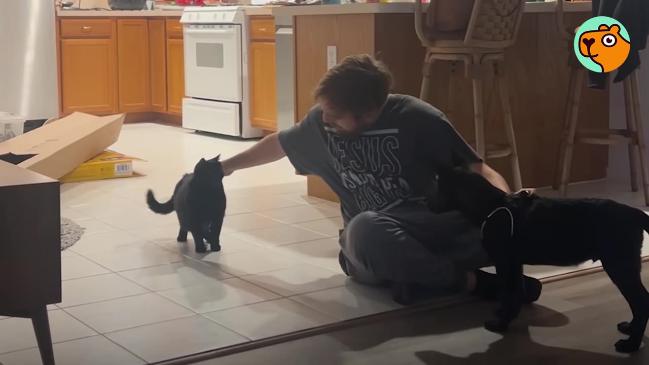 A man sits on a tiled kitchen floor, reaching out to pet a black cat on his left while a black dog stands on his right.
