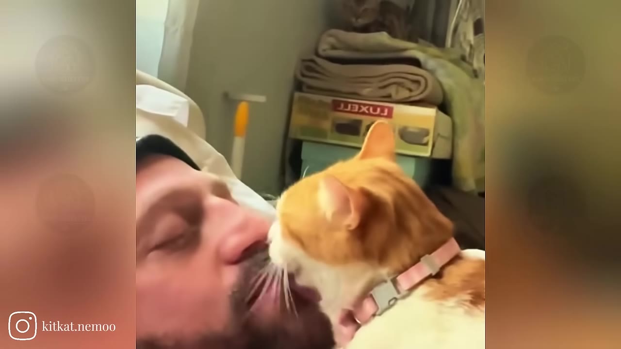 A close-up shot of a man with a beard lying down as an orange and white cat with a pink collar licks his chin.