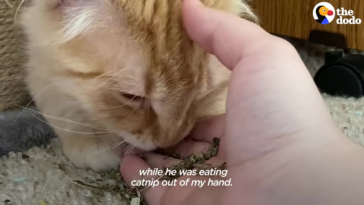 An orange cat eating catnip from a person's open hand while being gently petted on the head.