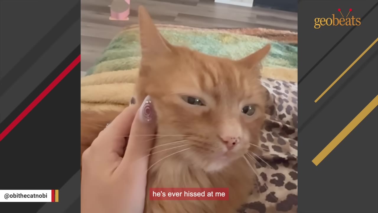 An orange cat squinting contentedly as a hand gently strokes its cheek.