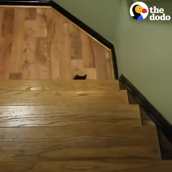 A small black animal peeks its head over the top of a flight of wooden stairs.