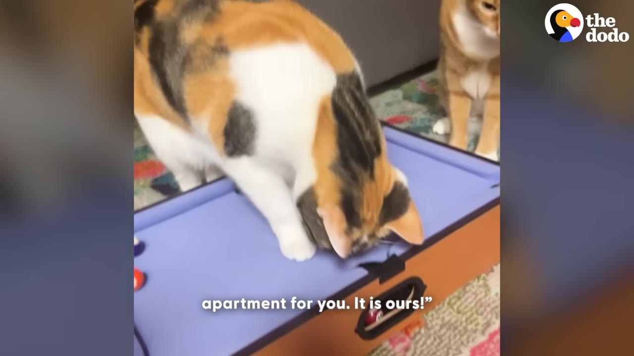 A calico cat investigates a pocket on a miniature toy pool table, while an orange tabby cat watches in the background.