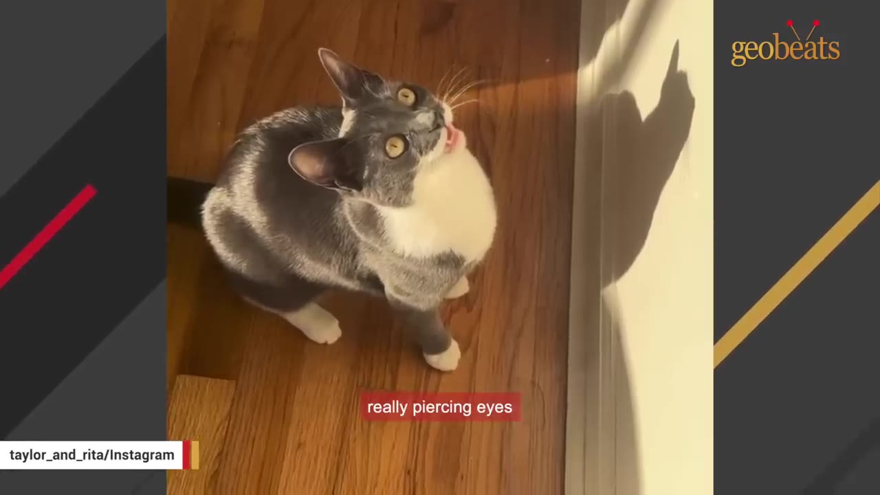 A grey and white cat with wide, piercing yellow eyes looking up on a wooden floor.