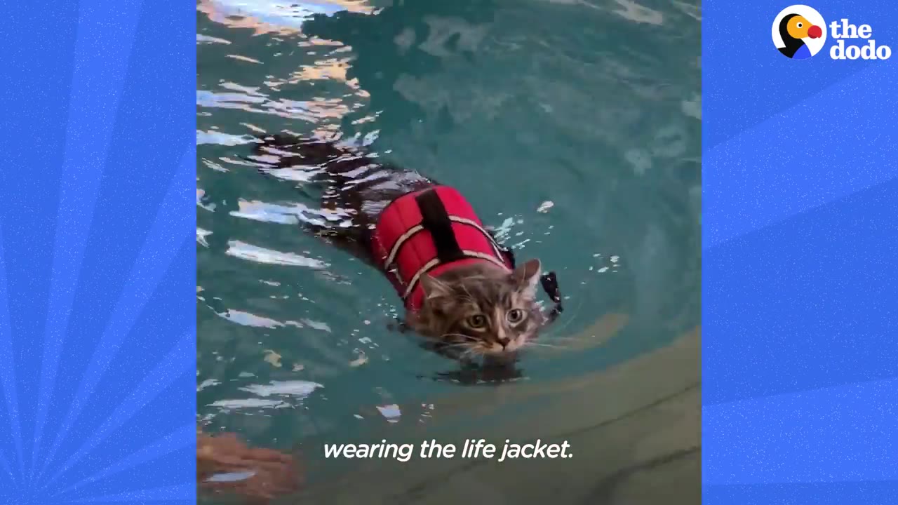 A fluffy tabby cat wearing a small red life jacket swims in clear blue pool water.