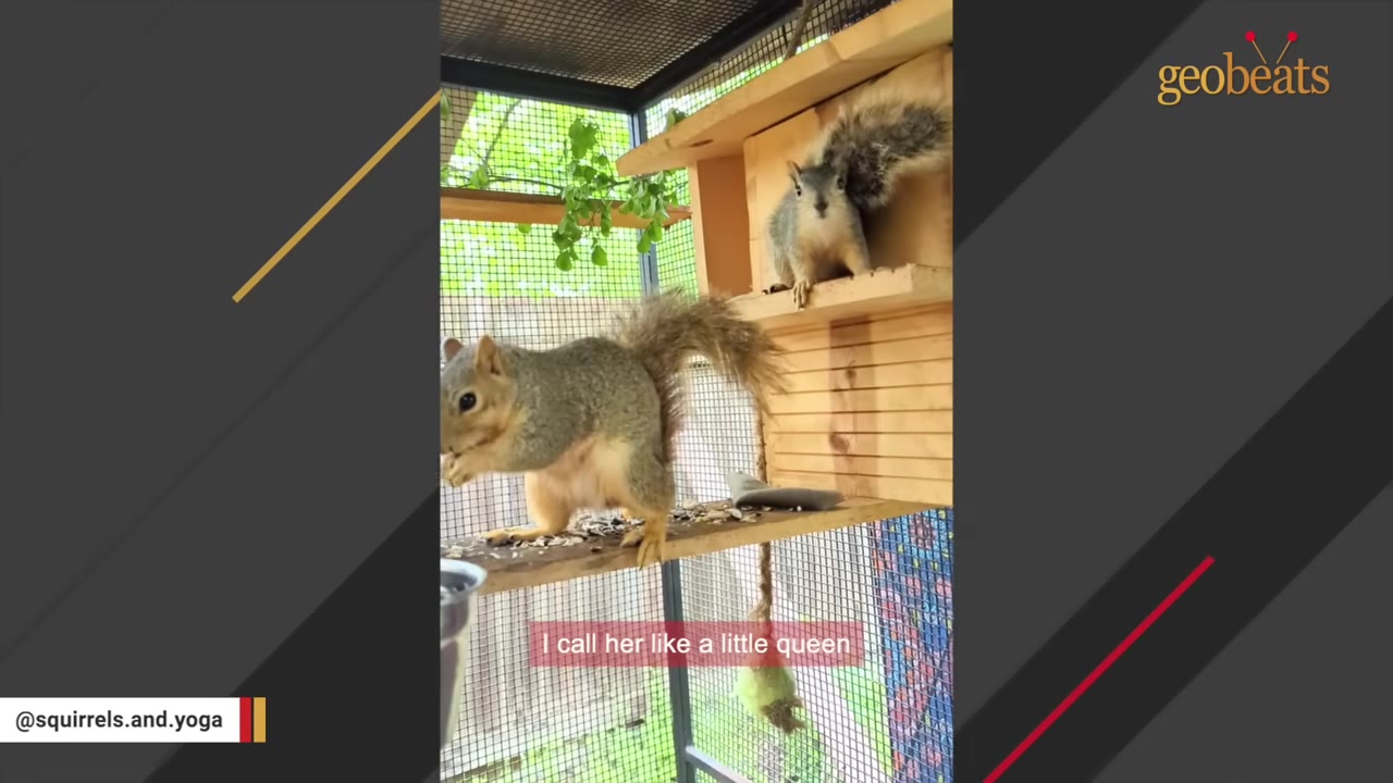 Two squirrels in a wooden enclosure, with one squirrel standing on a shelf eating and another looking out from a wooden box above, with the subtitle 'I call her like a little queen'.