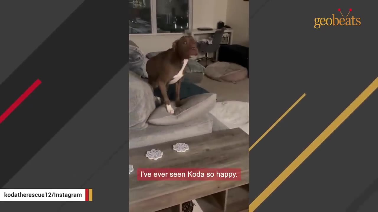 A brown and white dog stands excitedly on a gray sofa cushion in a living room.