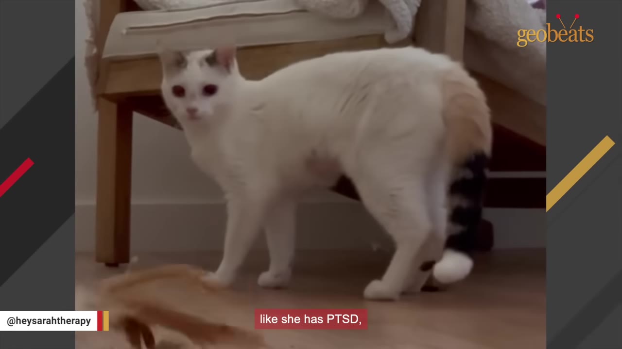 A white cat with a striped tail stands on a wooden floor, looking alert and cautious, with a subtitle reading 'like she has PTSD,'.