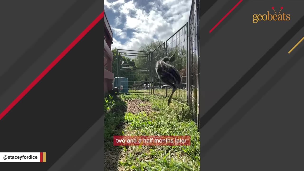 A young emu running and jumping in a grassy, fenced outdoor enclosure under a cloudy sky.