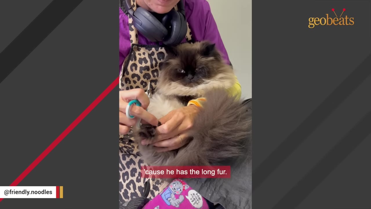 A fluffy, dark-faced Himalayan cat looking grumpy while a groomer trims its paw claws.