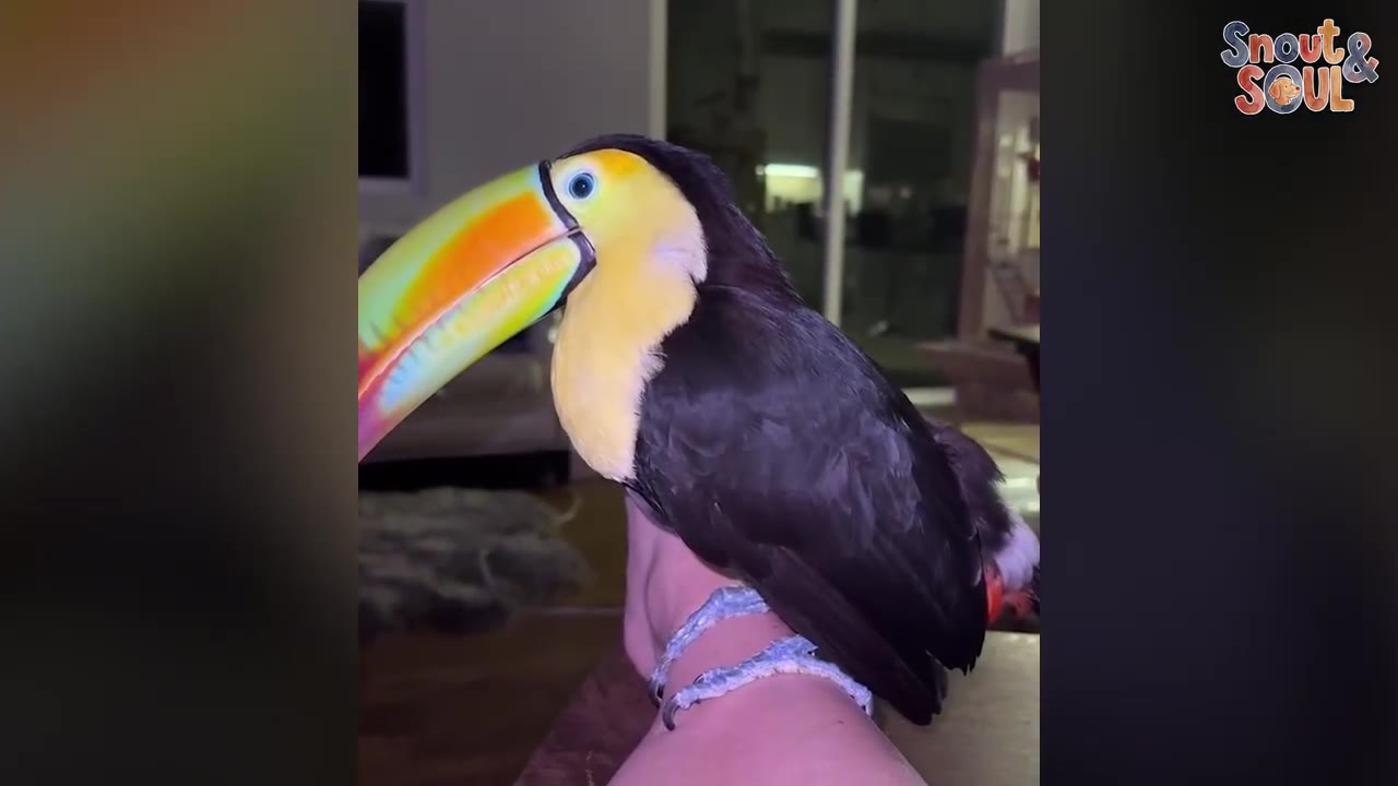 A colorful toucan perched calmly on a person's leg indoors at night, with a dark window visible in the background.