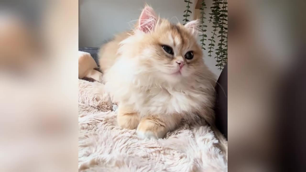 A fluffy golden-shaded British Longhair cat lying down on a soft, textured beige blanket, looking forward with wide dark eyes.