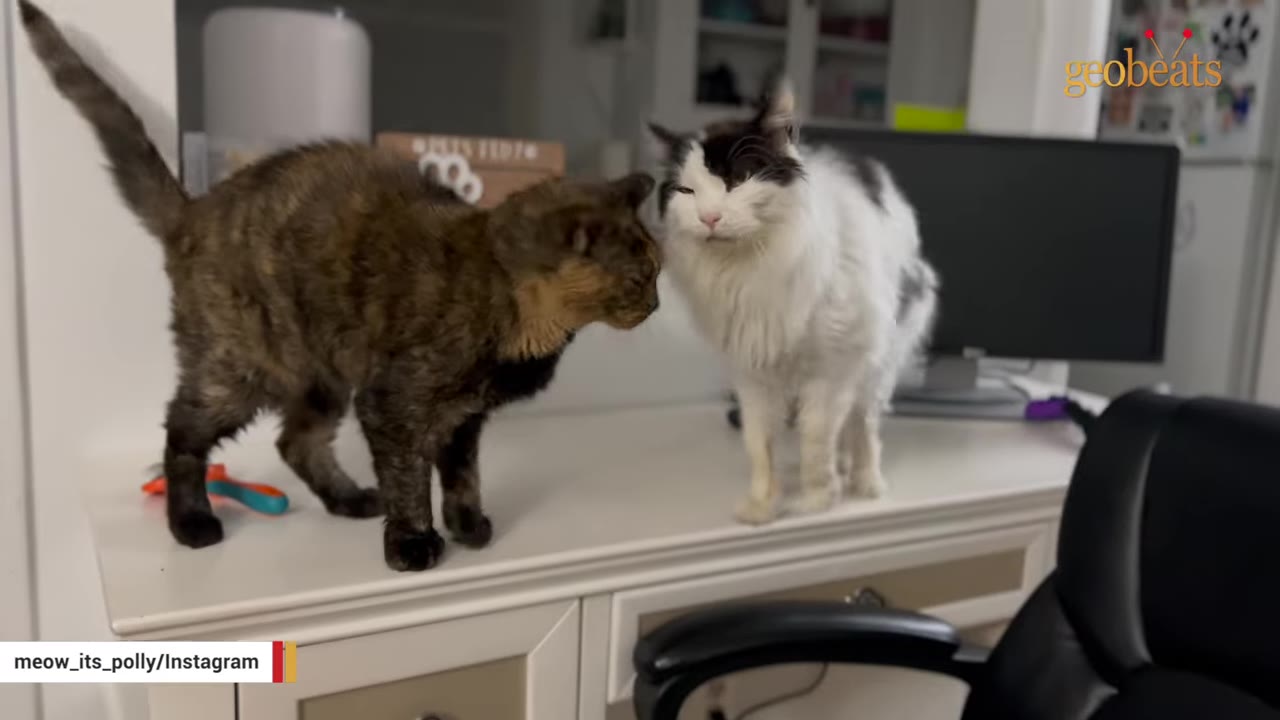 A brown tabby cat and a fluffy black-and-white cat stand on a white desk, sniffing each other's faces.
