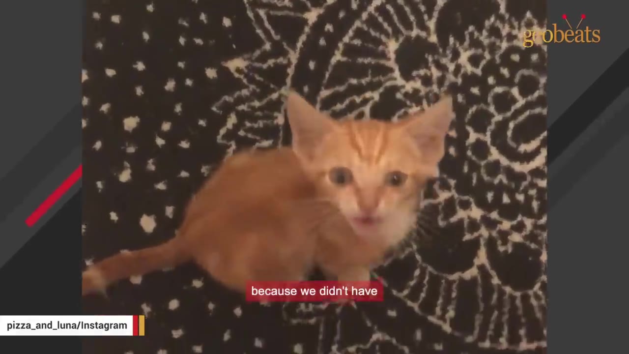 An orange kitten sits on a black and white patterned rug, looking up towards the camera.