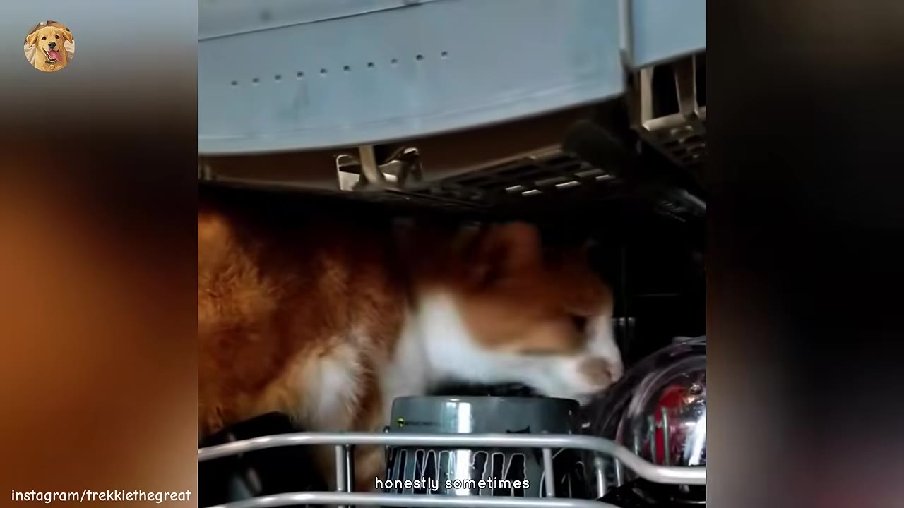 An orange and white cat explores the inside of an open dishwasher, sniffing at the dishes on the top rack.