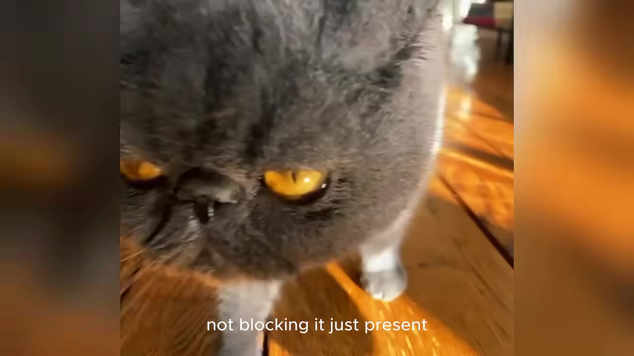 A close-up shot of a grey exotic shorthair cat with striking amber eyes looking directly forward.