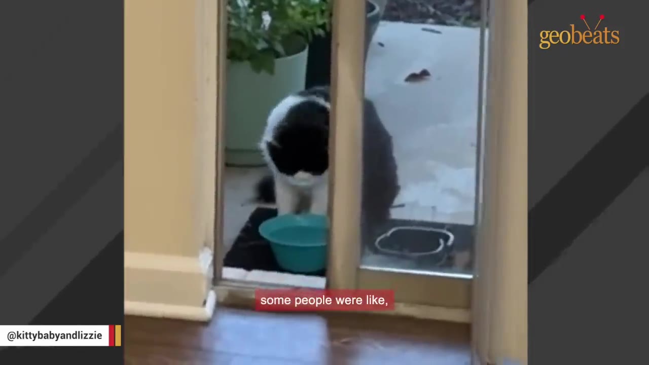 A black and white cat stands outside a sliding glass door next to a blue bowl.