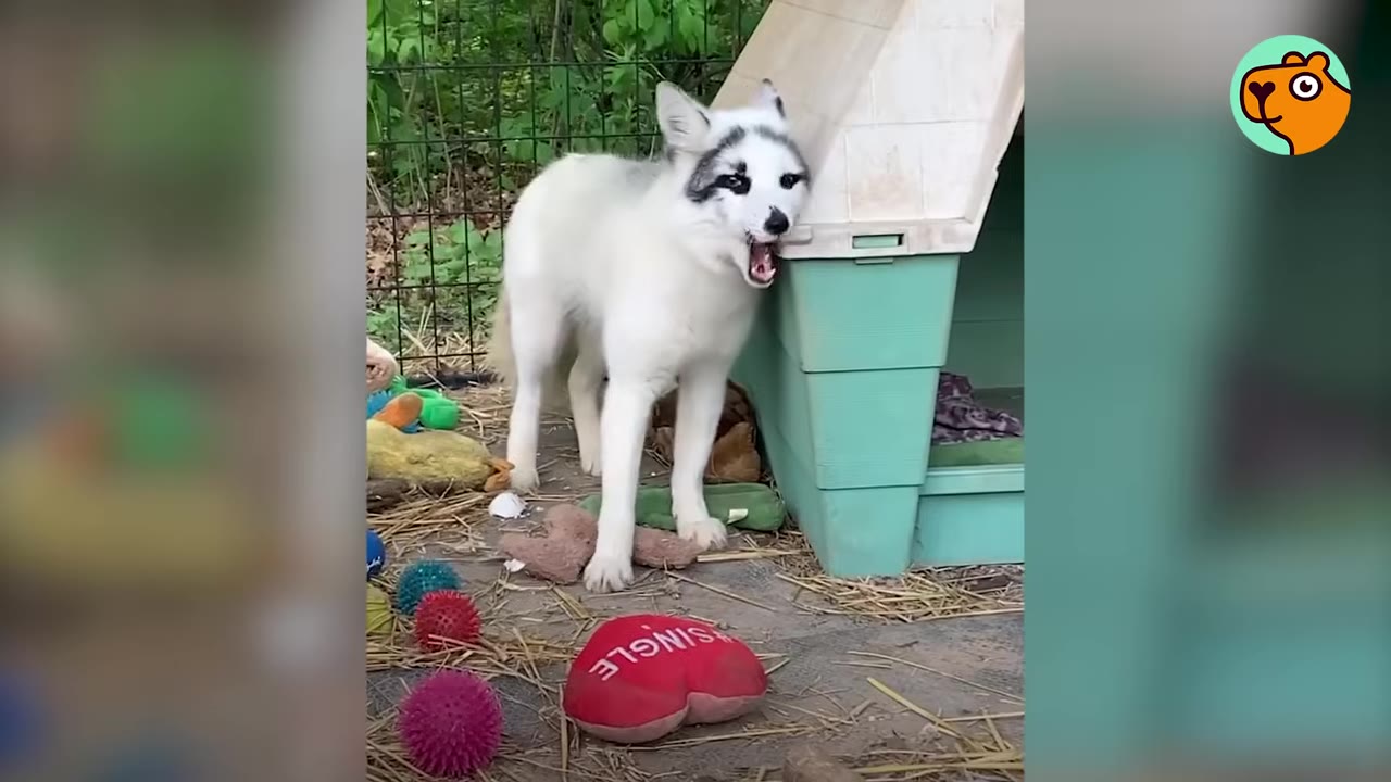 A white fox with black markings around its eyes stands outside next to a green plastic doghouse, opening its mouth wide as if vocalizing, surrounded by various pet toys.