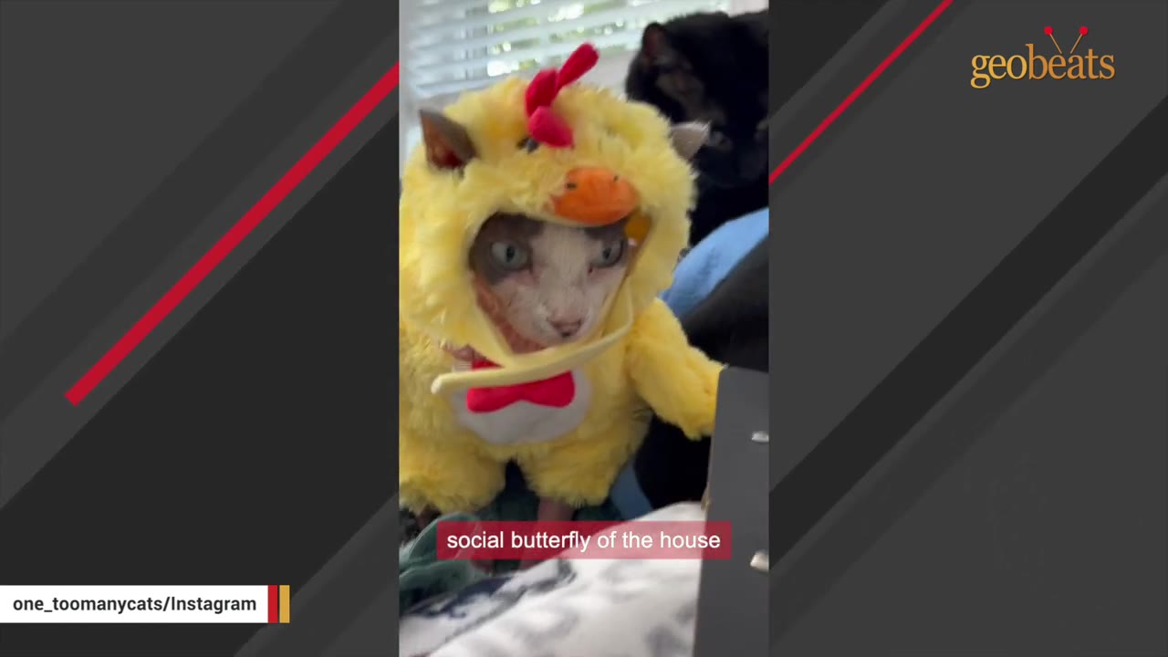 A hairless cat wearing a yellow chicken costume with a red bow tie, looking directly at the camera.