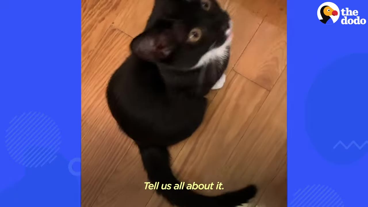 A black and white kitten with yellow eyes sits on a wooden floor and looks up.