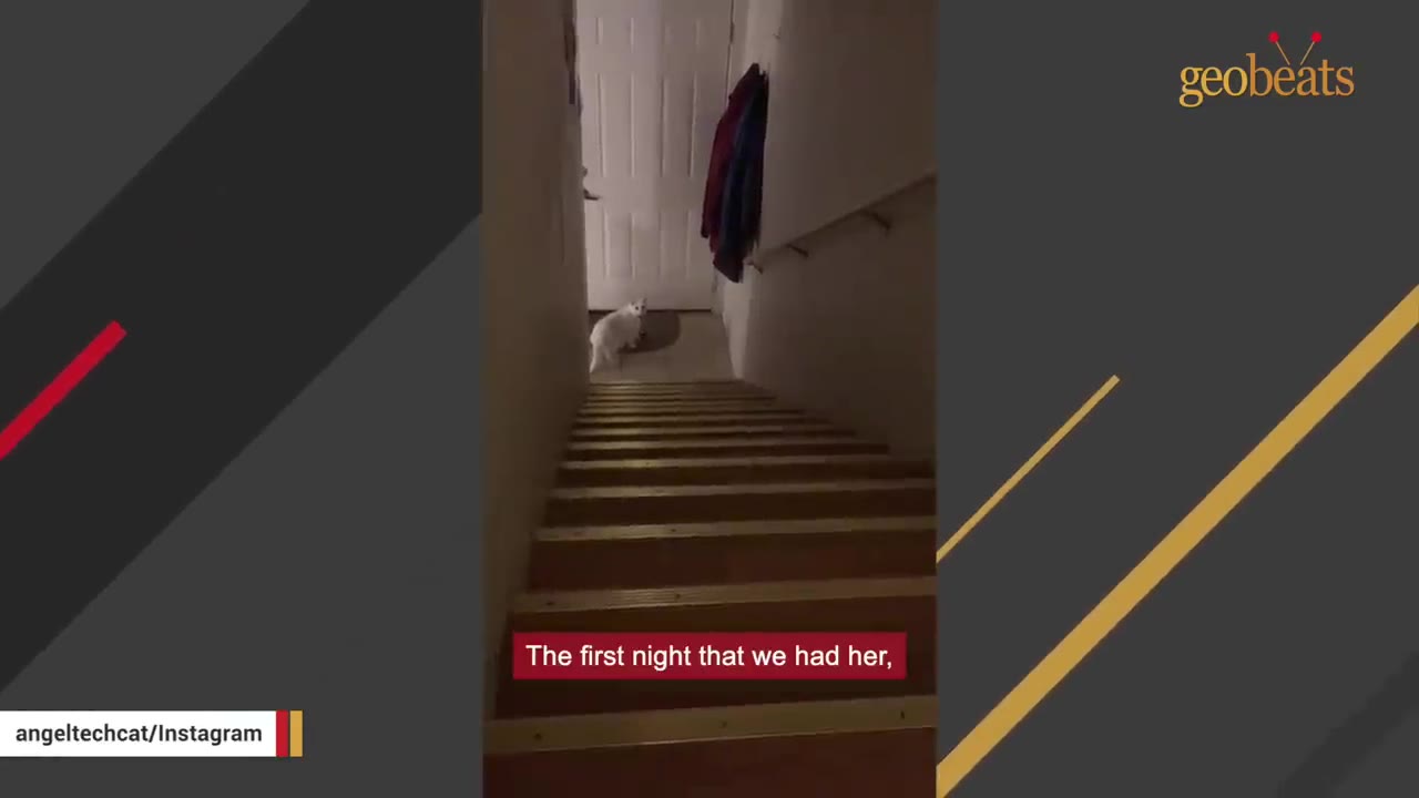 A white cat stands at the top of a wooden staircase in a dimly lit hallway, looking around during her first night in a new home.