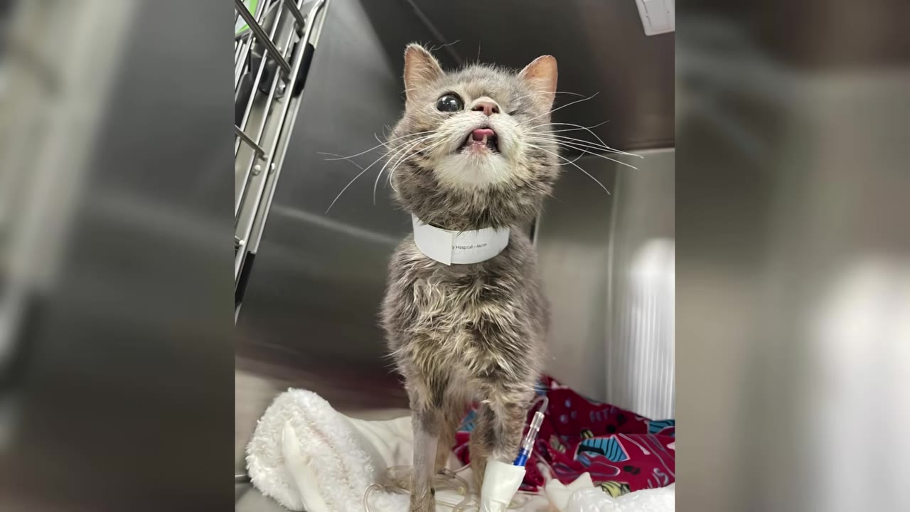 A scruffy, one-eyed grey cat with its tongue slightly out stands in a veterinary cage with an IV line attached to its front leg and a white collar around its neck.