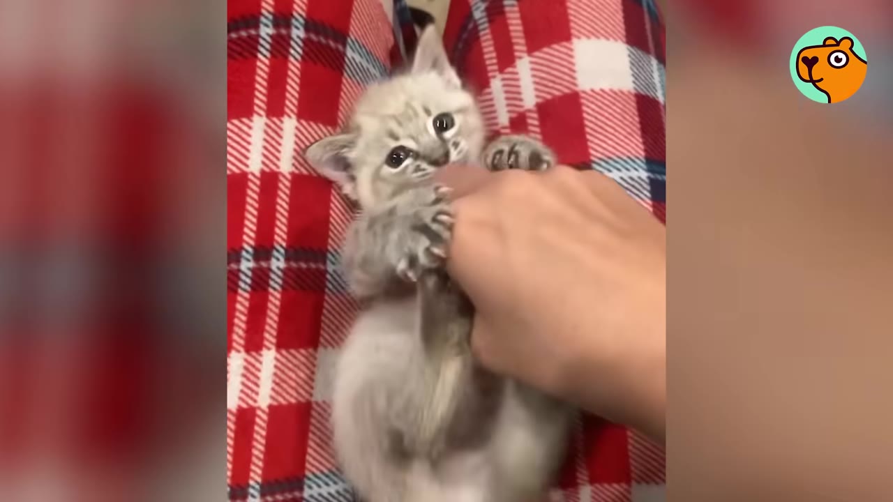 A small light-colored kitten lying on its back on red plaid fabric, playfully grabbing a person's hand with its paws.