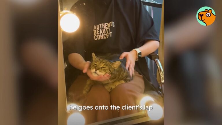 New York Cat Was Labeled Feral On The Streets, But A Home Salon Revealed His True Calling