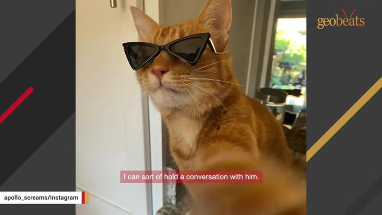 Virginia Man Adopts Chatty Rescue Kitten And His Surprising “Puppy” Habits Heal His Heart
