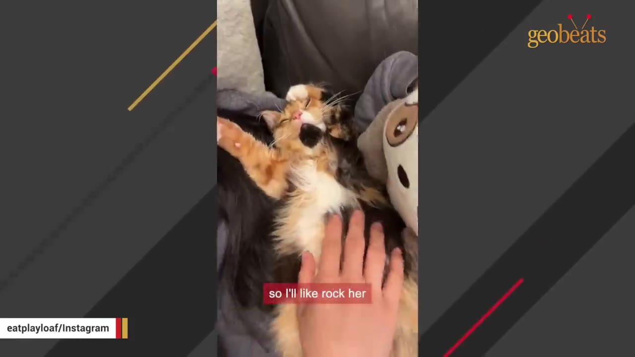 A fluffy calico cat lies on her back, relaxed and content, as a person's hand gently pets her belly.