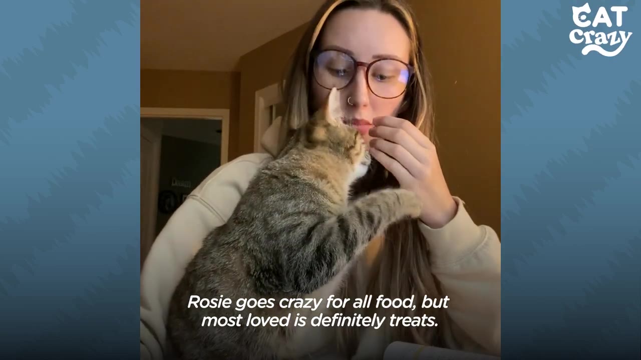 A tabby cat reaches up eagerly toward a woman's hand as she feeds it a treat.