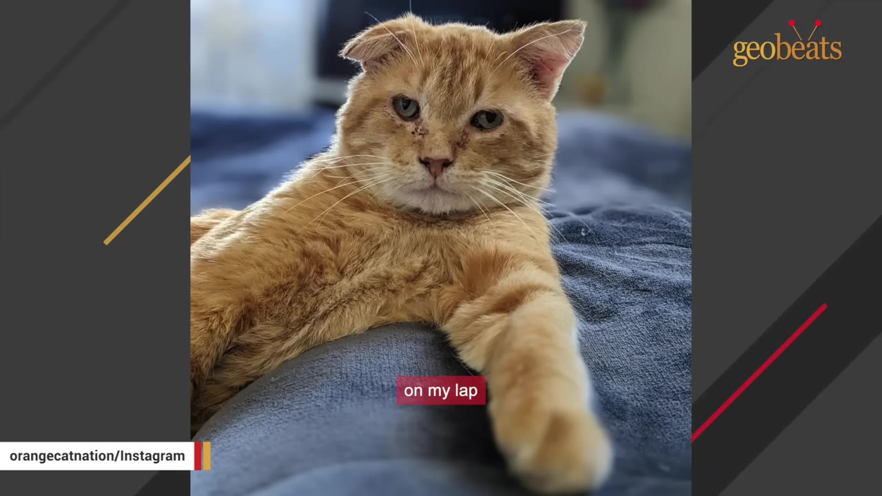 An orange tabby cat with folded ears lies on a person's lap, looking directly at the camera.