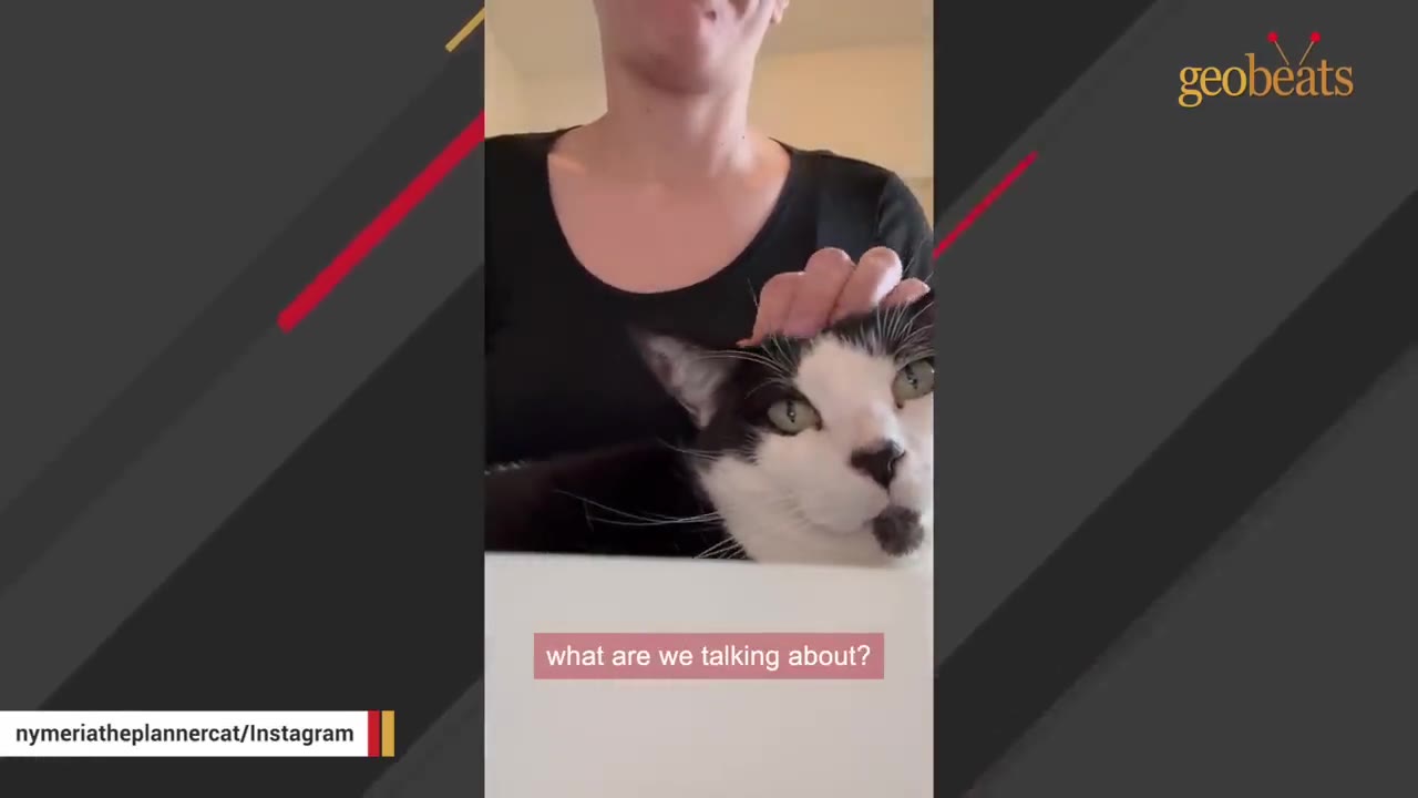 A black and white cat with green eyes looks forward as a person in a black shirt gently pets its head.
