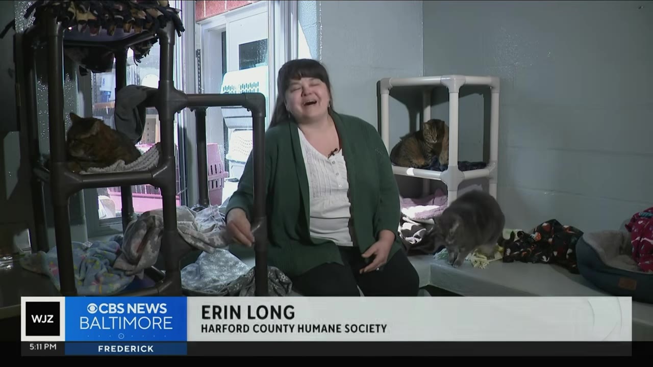 Erin Long of the Harford County Humane Society sits in a room with cats and cat trees, speaking during an interview.