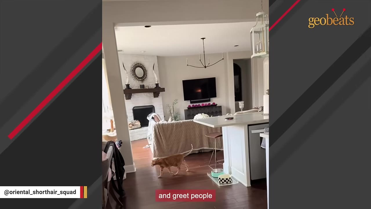 An orange Oriental Shorthair cat walks across a hardwood floor in a modern open-plan living room and kitchen area, with a caption reading 'and greet people'.