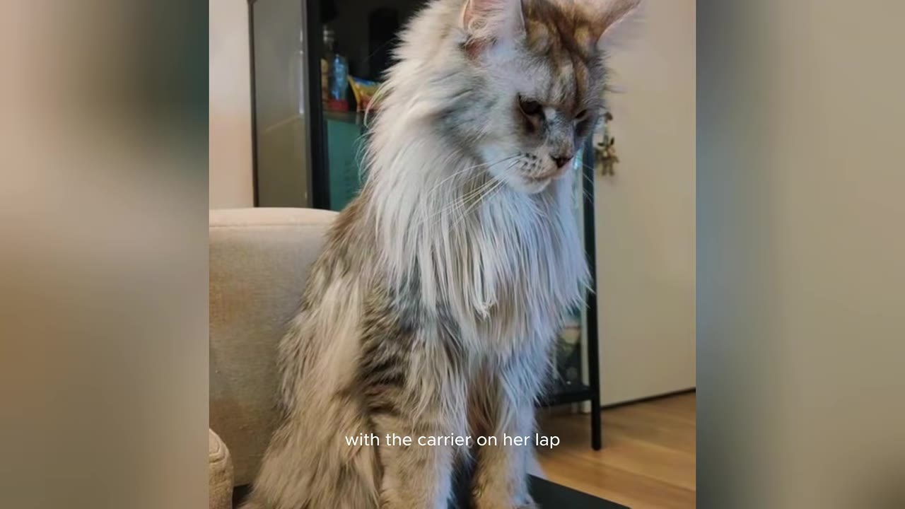 A large, fluffy grey and white Maine Coon cat sitting upright and looking down thoughtfully.