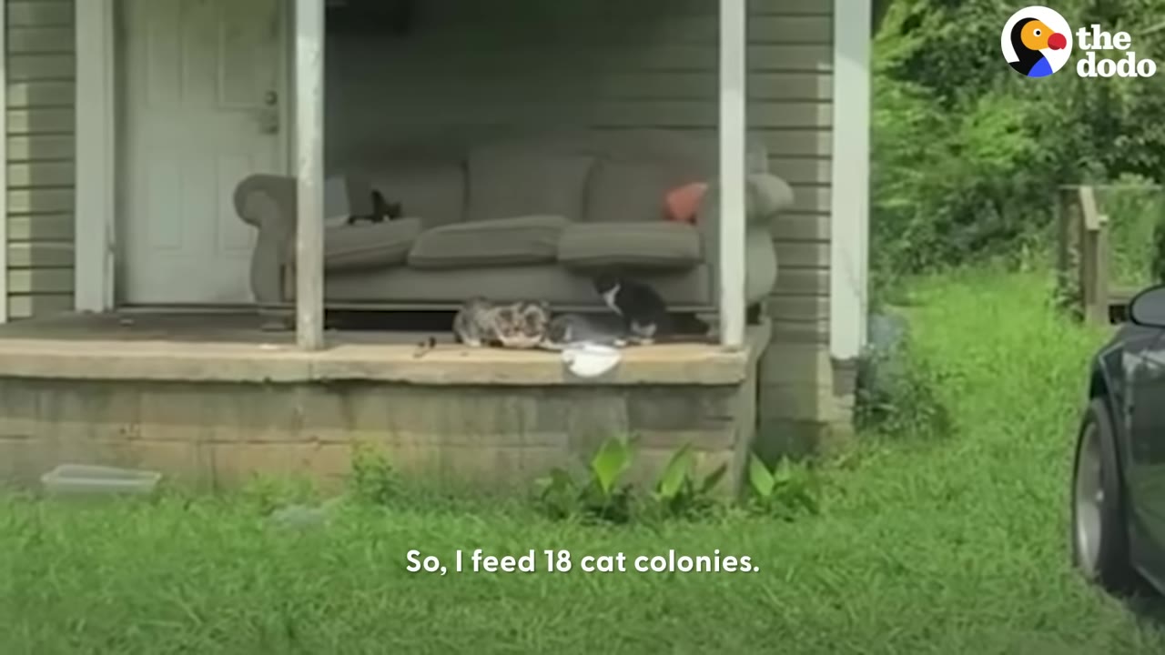 Several cats gather on a porch with a grey sofa, near a food bowl, in front of a grassy yard.