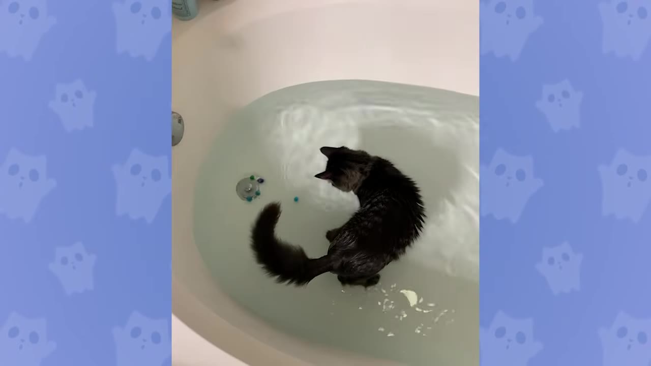 A fluffy dark grey cat stands in a bathtub filled with water, looking down at small blue and green marbles near the drain.