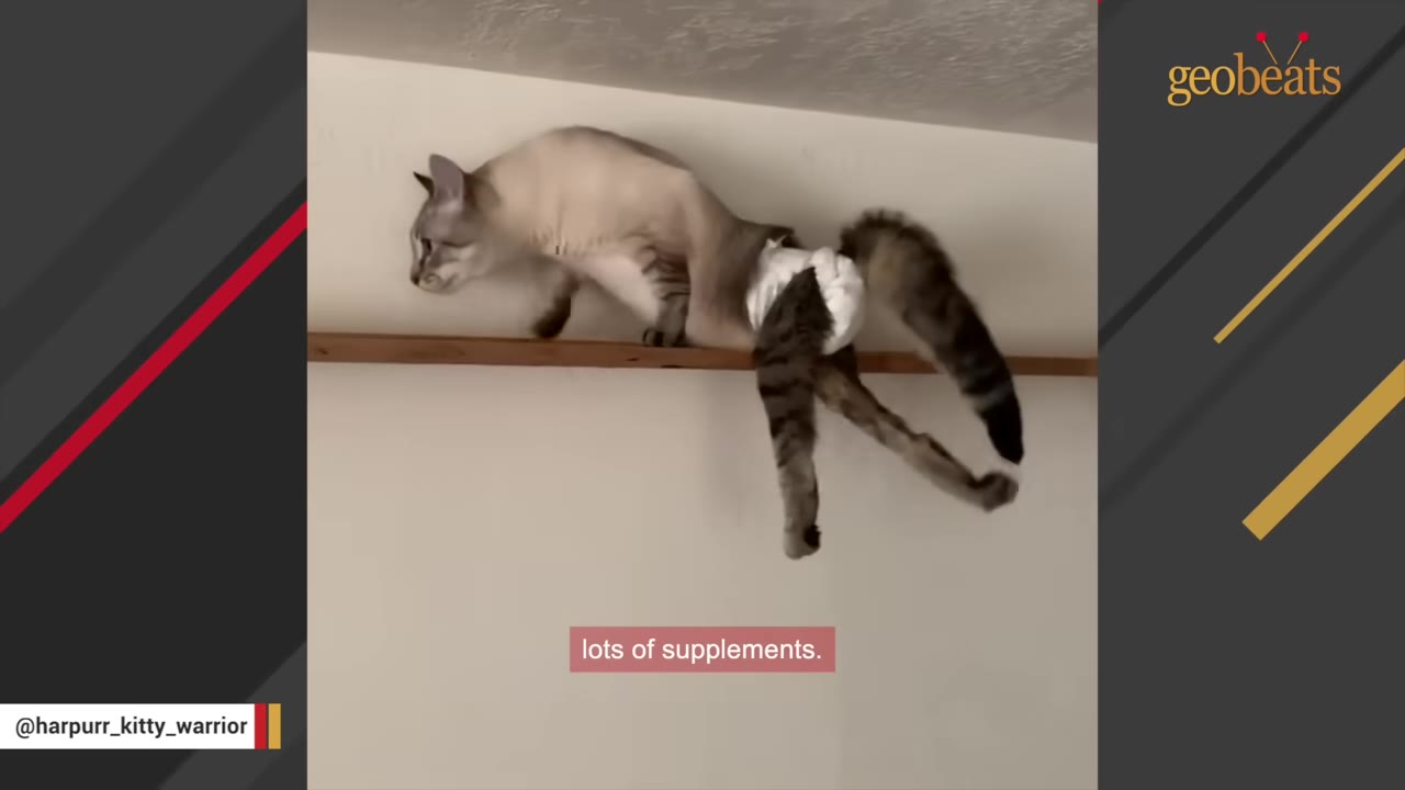 A light-colored cat wearing a diaper walks along a wooden shelf mounted on a wall.