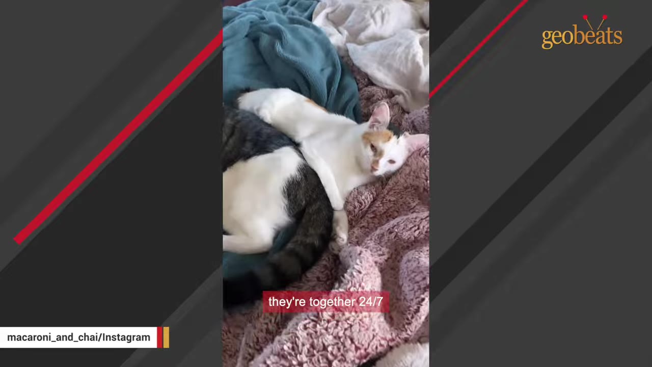 A calico cat lies cuddled up next to a black and white cat on a pink textured blanket.