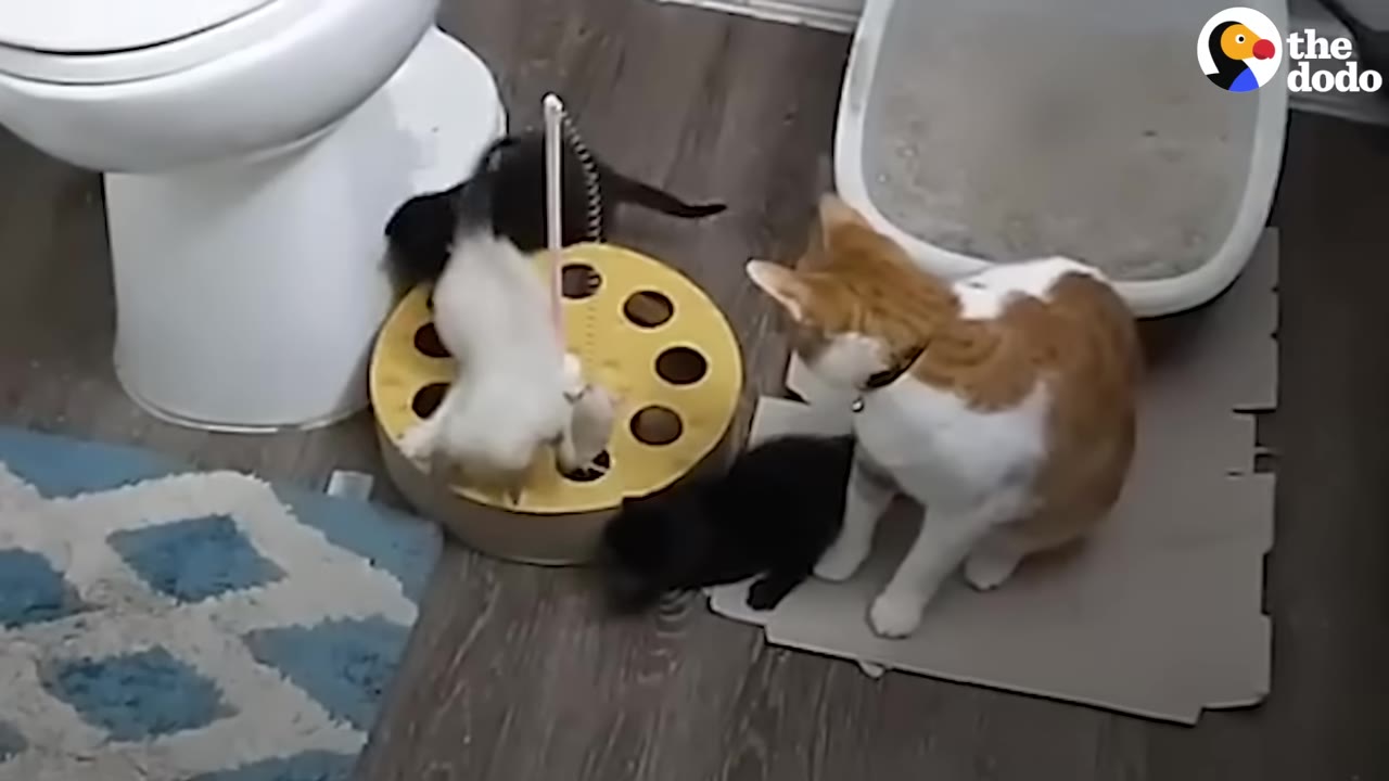 An orange and white cat sits on a cardboard mat, watching over three small kittens as they play with a yellow circular toy on a wooden floor.