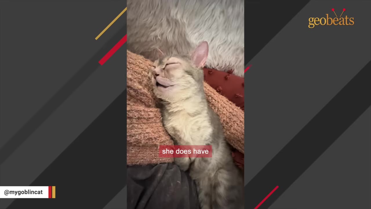 A light grey cat named Goblin sleeping peacefully with her eyes closed, resting her head on a soft pink blanket.