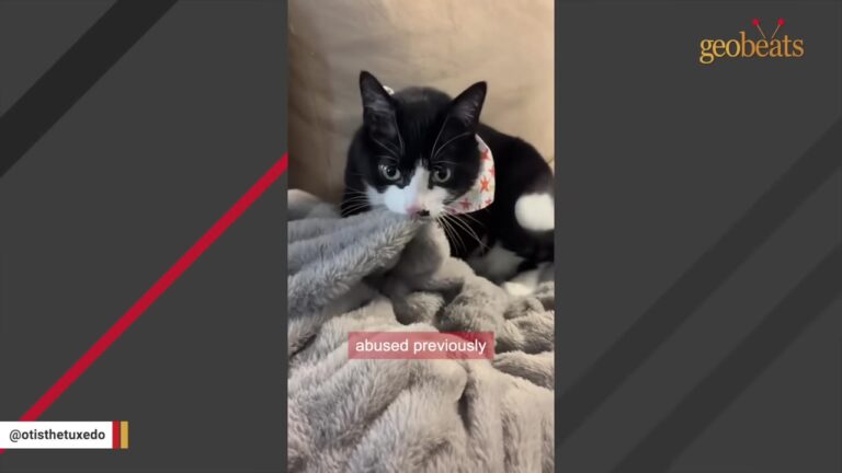 Michigan Cat Kept Getting Rejected For Being Too Shy Until He Found The Perfect Lap To Heal On