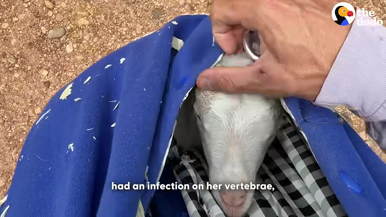 A close-up shot of a person's hand gently touching the head of a small white goat wrapped in a blue blanket.