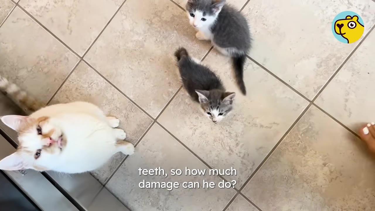 A white cat sits on a tiled floor looking up next to two small grey and white kittens.